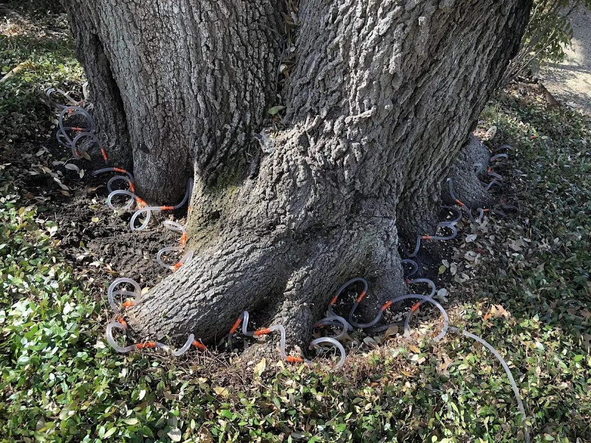 Detailed Tree Cabling and Bracing job site in Valrico