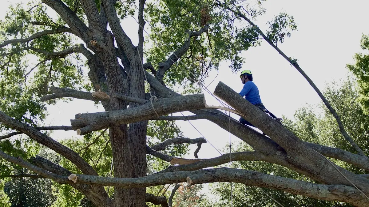Professional Hazardous Tree Removal performed by certified arborists in Valrico