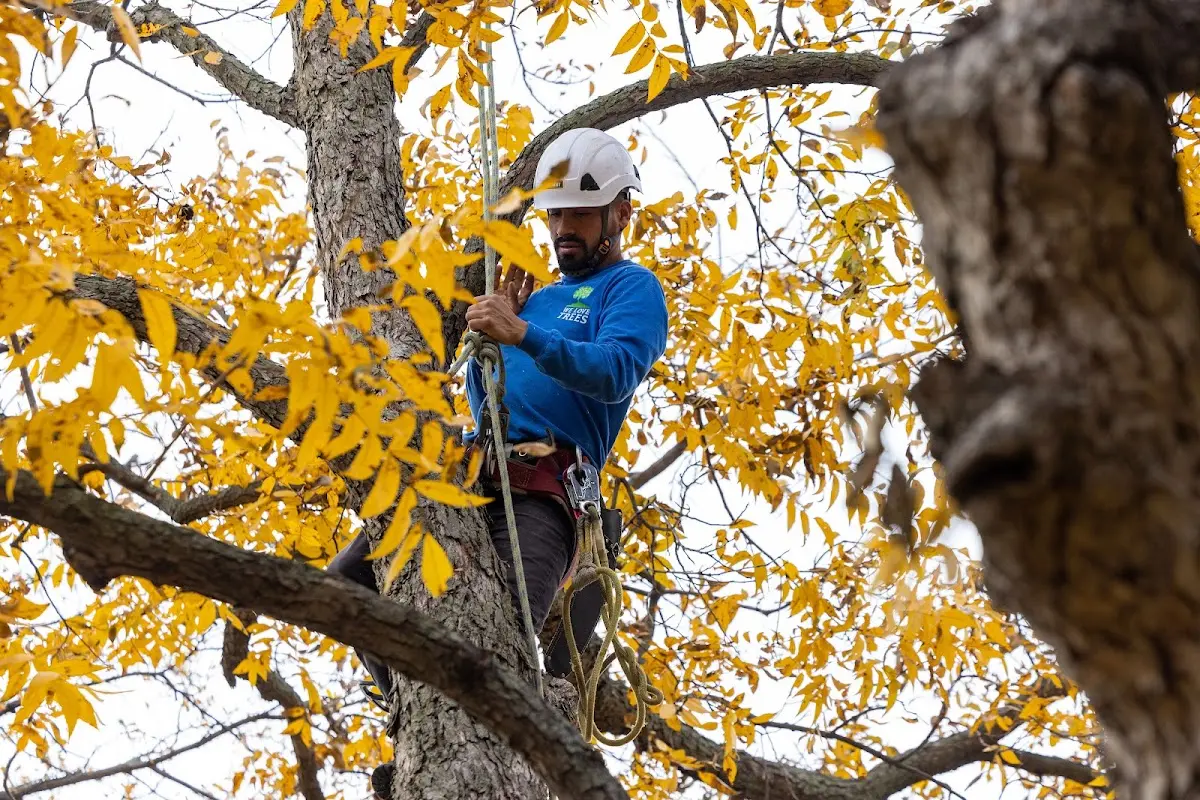Skilled Storm Damage Cleanup crew working in Valrico